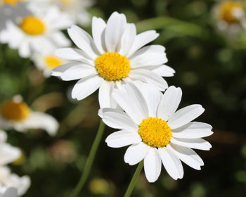 Margaridas