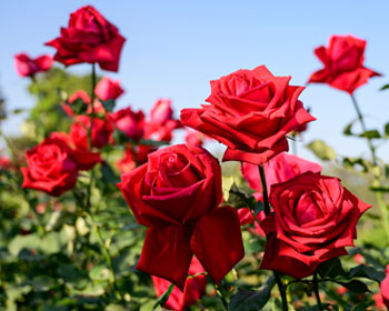 Rosas